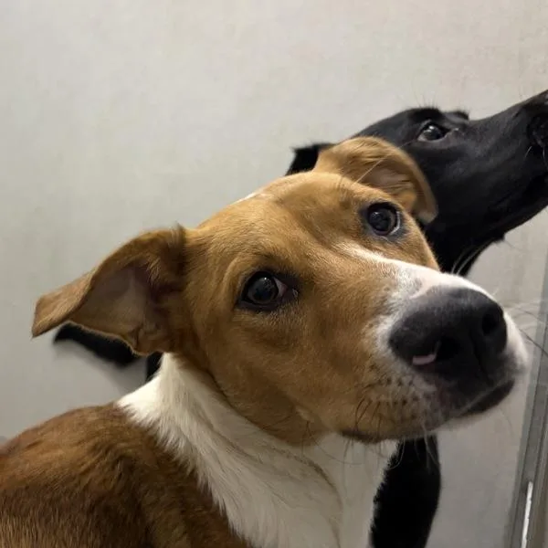 A young medium-sized female Labrador Retriever dog named Venus for adoption in Des Moines, IA