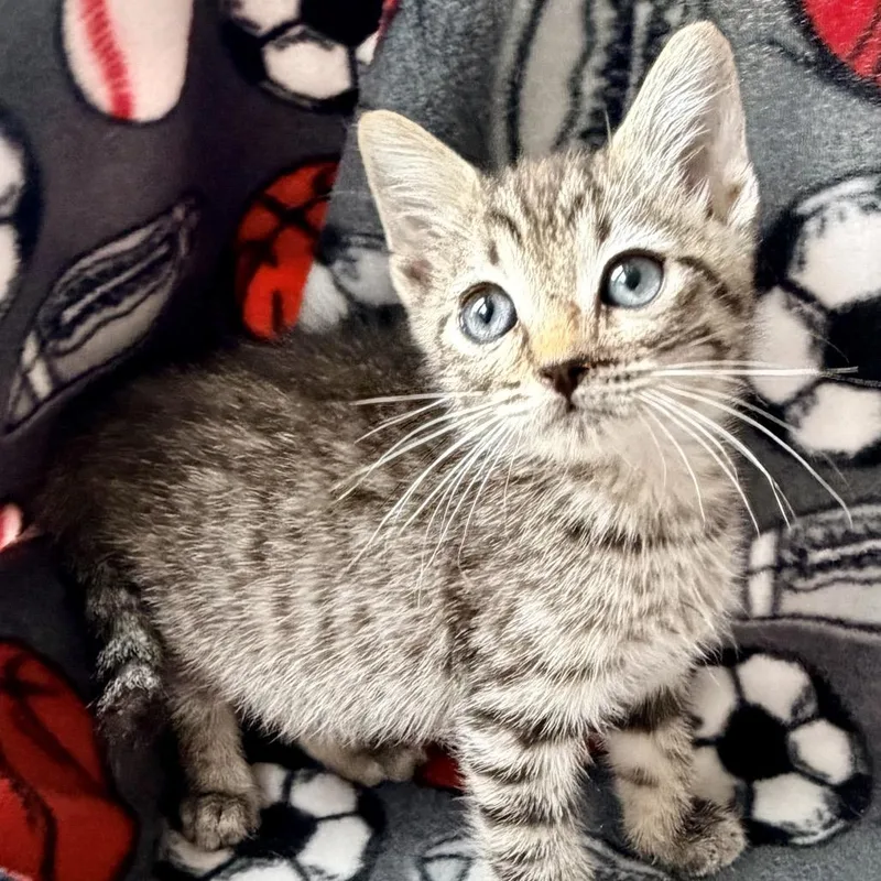 A baby small-sized male Brown / Chocolate Domestic Short Hair cat named Ladie for adoption in Santa Fe, TX