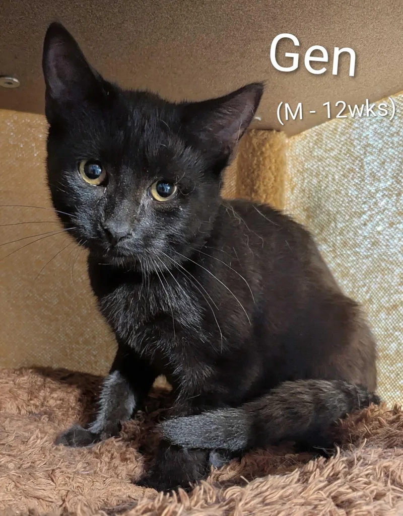 A young small-sized male Black Domestic Short Hair cat named Gen for adoption in Seven Valleys, PA