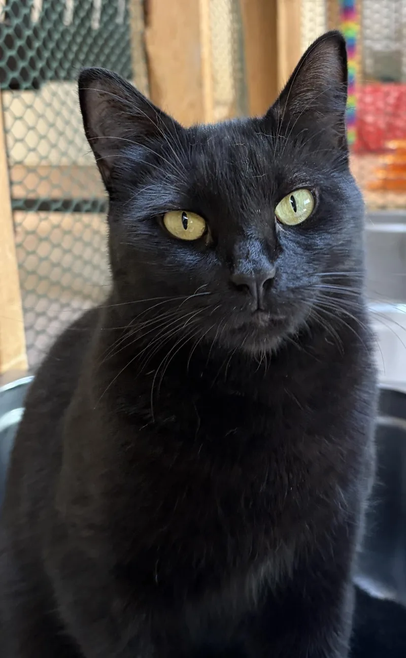 A young medium-sized female Domestic Short Hair cat named Nyx for adoption in Beacon, NY