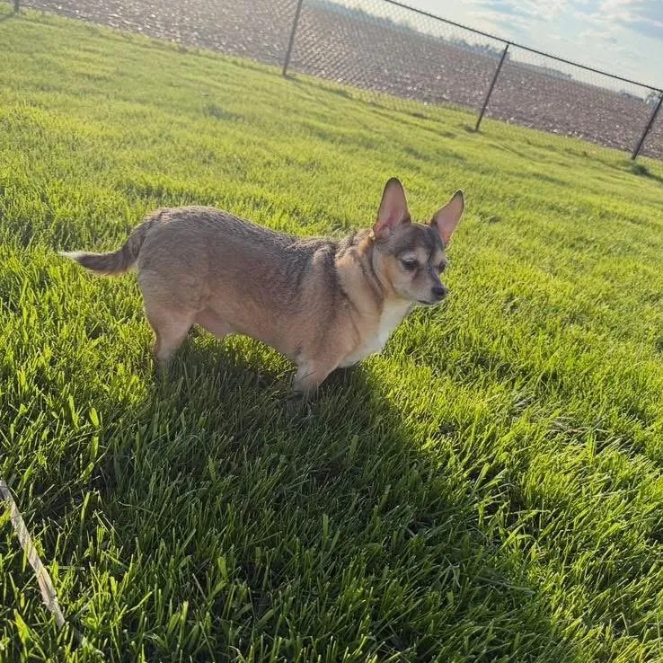 An adult small-sized male Tricolor (Brown, Black, & White) Chihuahua dog named Buddy for adoption in Mount Carroll, IL