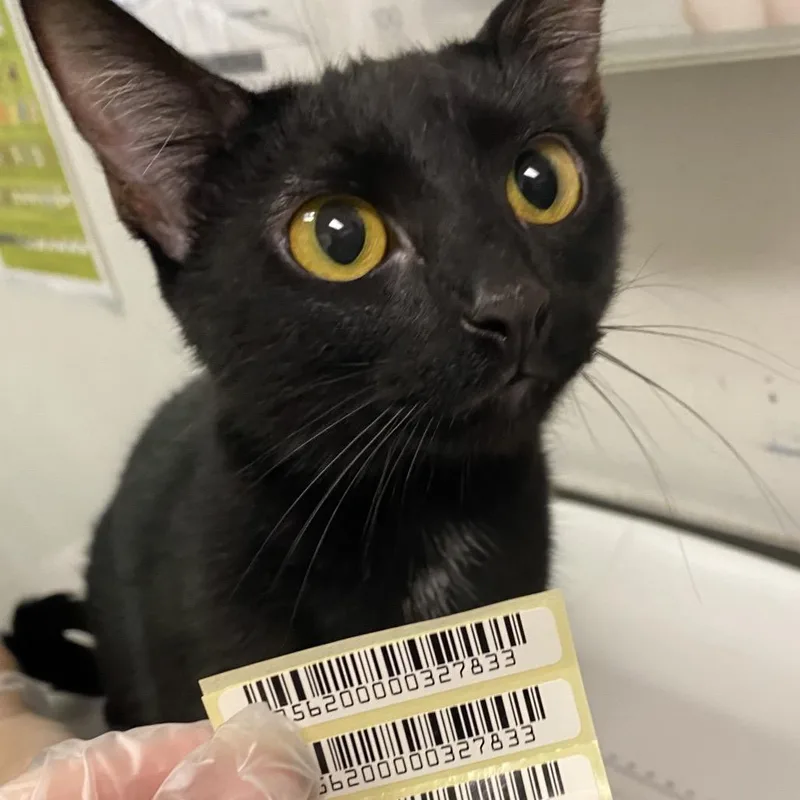 A young medium-sized female Black Domestic Short Hair cat named Janice for adoption in Charleston, WV