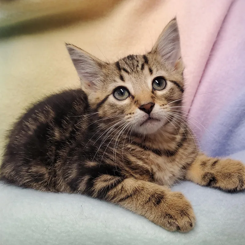 A baby medium-sized male Tabby (Brown / Chocolate) Domestic Short Hair cat named Cinnamon for adoption in Marseilles, IL