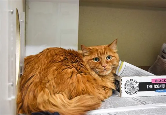 An adult small-sized male Domestic Medium Hair cat named Mak for adoption in Loveland, CO