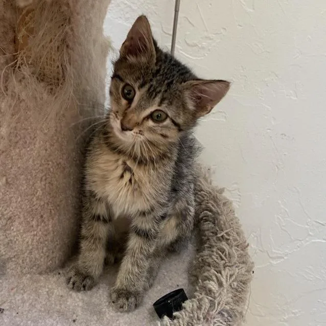 A baby small-sized female Brown / Chocolate Domestic Short Hair cat named Juliet for adoption in Prescott, AZ