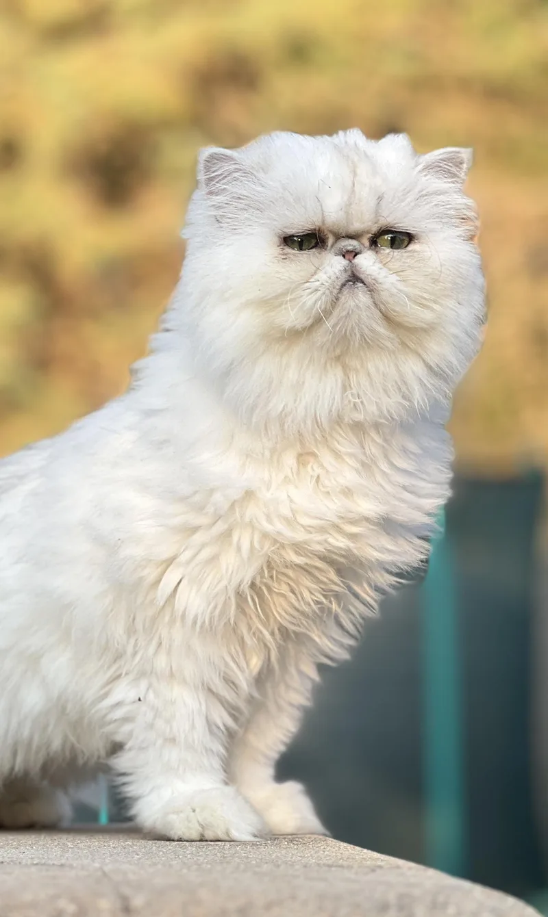 An adult small-sized female Gray / Blue / Silver Persian cat named Melody for adoption in valparaiso, IN