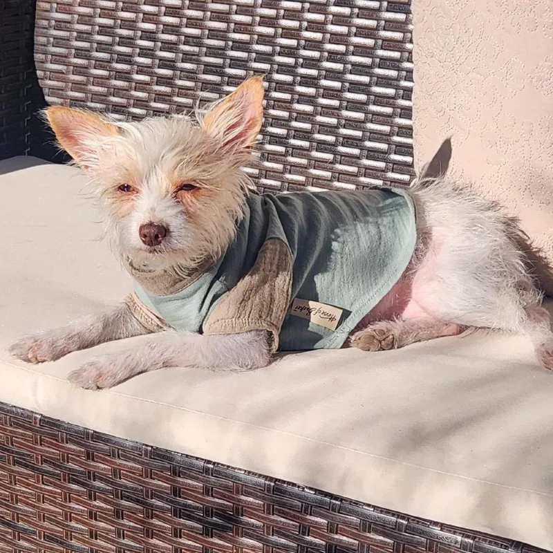 A young small-sized female Yellow / Tan / Blond / Fawn Terrier dog named Mimosa for adoption in Las Vegas, NV