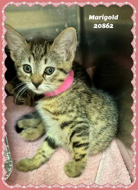 A baby small-sized female Tabby (Buff / Tan / Fawn) Domestic Short Hair cat named Marigold for adoption in Marietta, GA