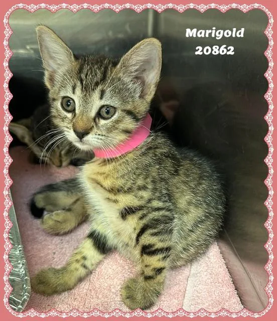 Marigold thumbnail 2