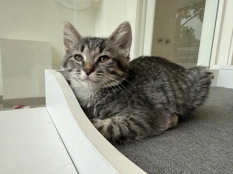 A baby medium-sized female Domestic Short Hair cat named Jen for adoption in Evanston, IL