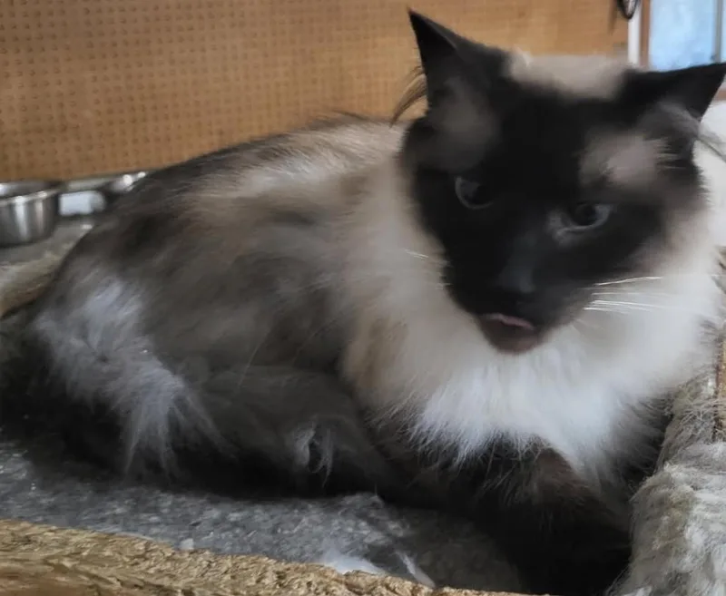 An adult medium-sized male Chocolate Point Domestic Long Hair cat named Valentine Is Patiently Waiting for adoption in Toledo, OR