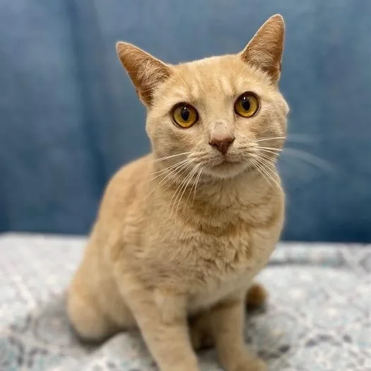 Gingersnaps thumbnail 3