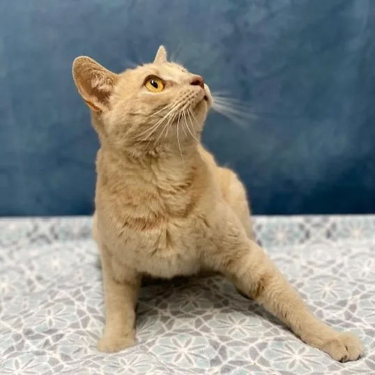 Gingersnaps thumbnail 4