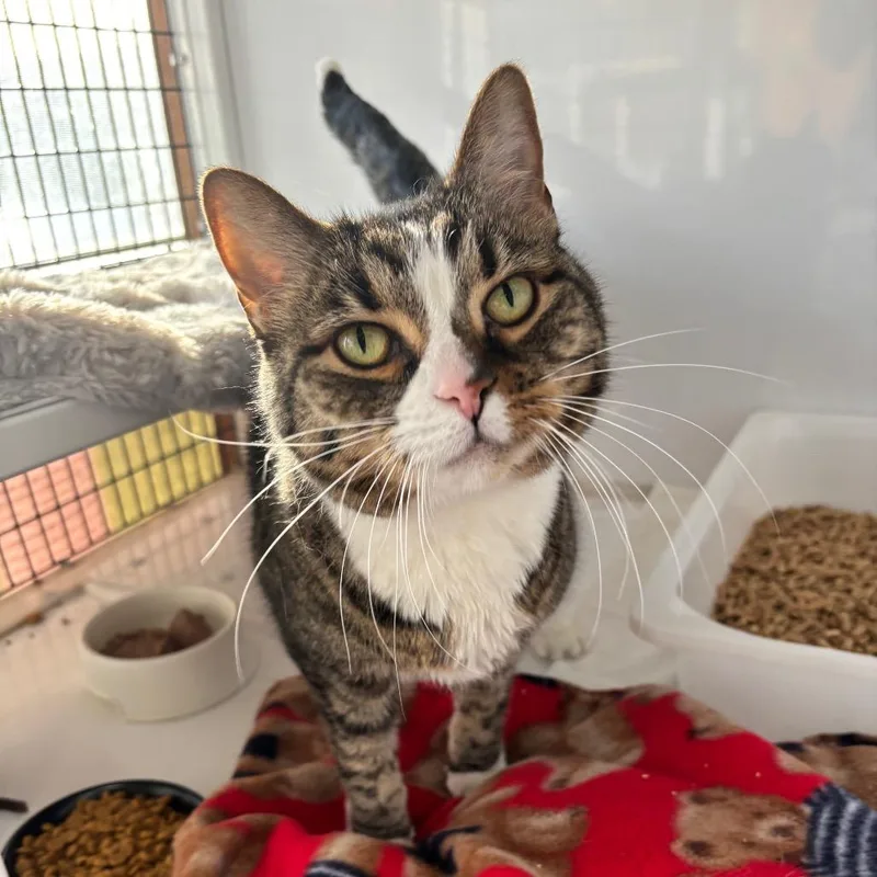 An adult medium-sized female Brown / Chocolate Domestic Short Hair cat named Abby for adoption in Lee's Summit, MO