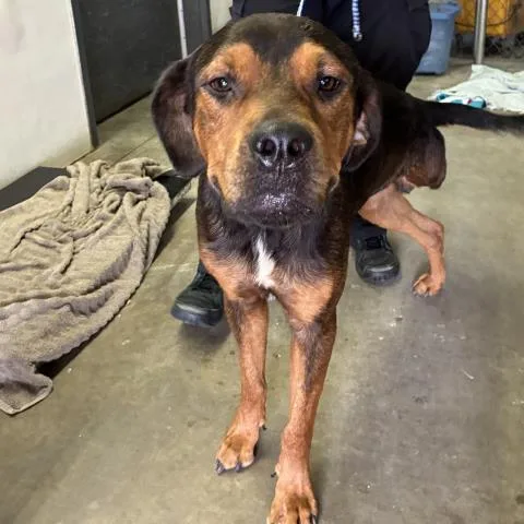 A young large-sized male Mixed Breed dog named Bobo for adoption in Pensacola, FL