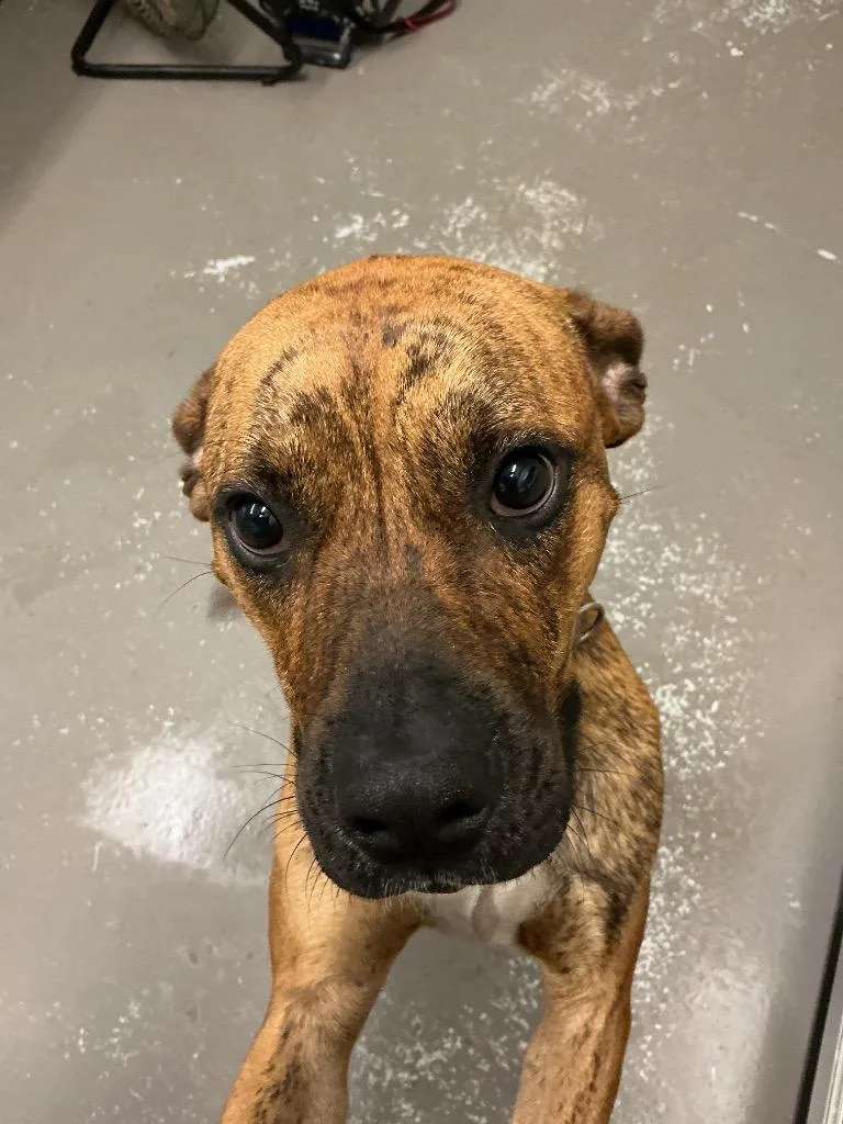 An adult large-sized female Pit Bull Terrier dog named Bonnie for adoption in Dyersburg, TN