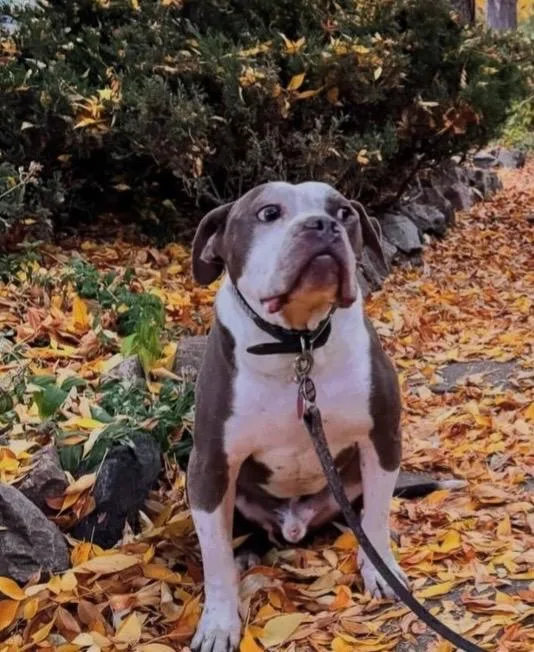 Henry Courtesy Listing thumbnail 2