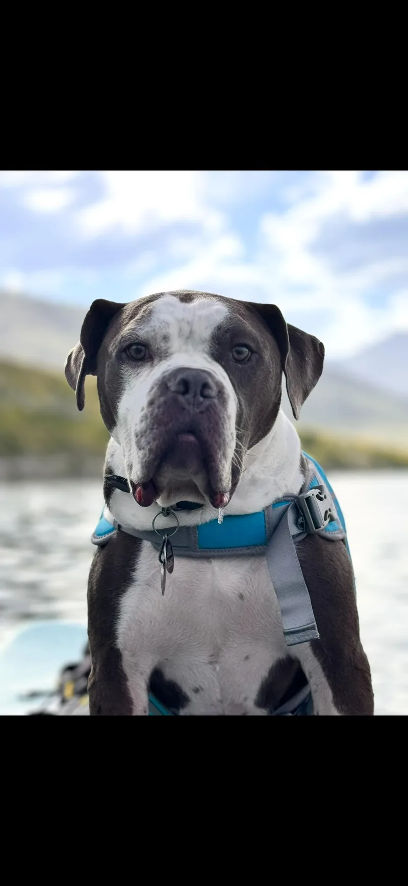 Henry Courtesy Listing