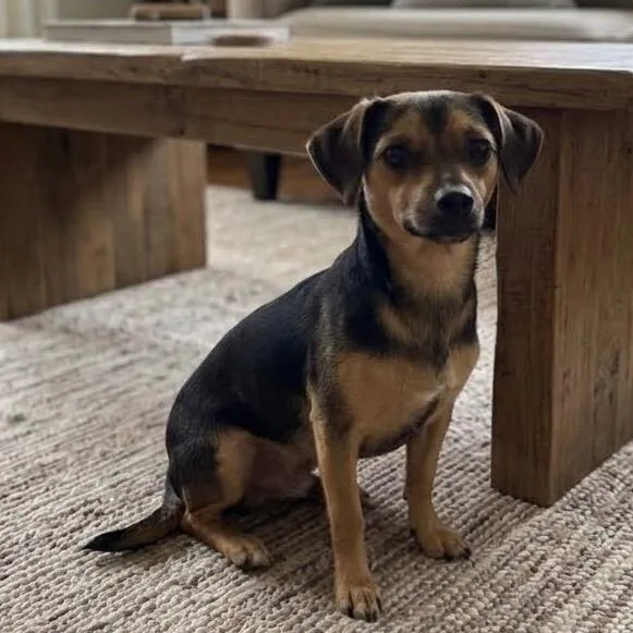 A young medium-sized male Chihuahua dog named Bubba for adoption in Pittsfield, IL
