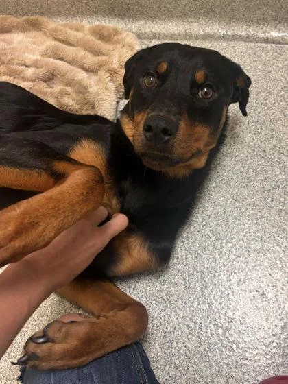 An adult medium-sized female Black Rottweiler dog named Rainbow for adoption in Key West, FL