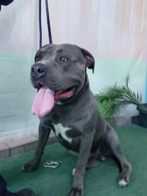 A young large-sized male Pit Bull Terrier dog named Pressure for adoption in Baldwin Park, CA