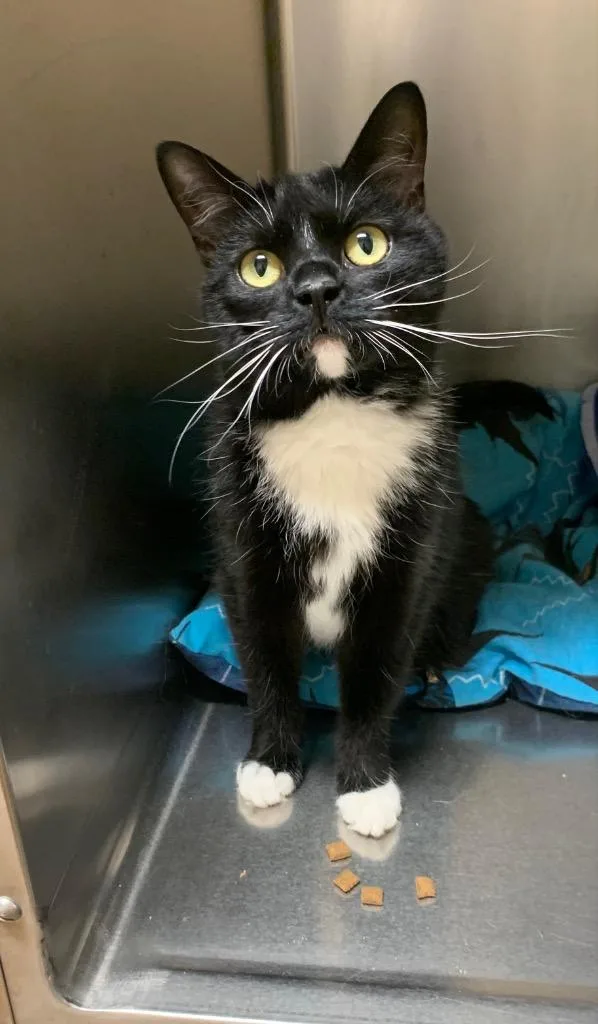A young medium-sized female Domestic Short Hair cat named Tinsel for adoption in Thayne, WY