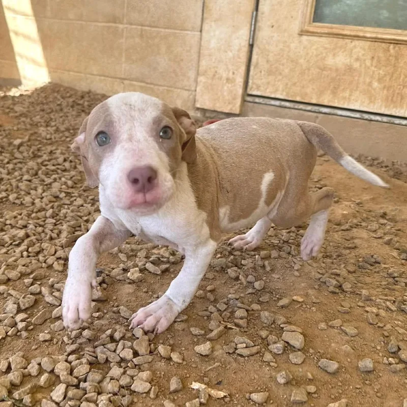 A baby small-sized female Yellow / Tan / Blond / Fawn Mixed Breed dog named Soundwave for adoption in LOXAHATCHEE, FL