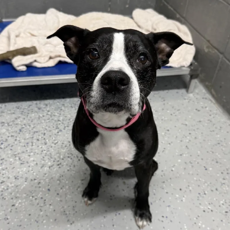 A senior medium-sized female Black Mixed Breed dog named Sasha for adoption in Huntsville, AL
