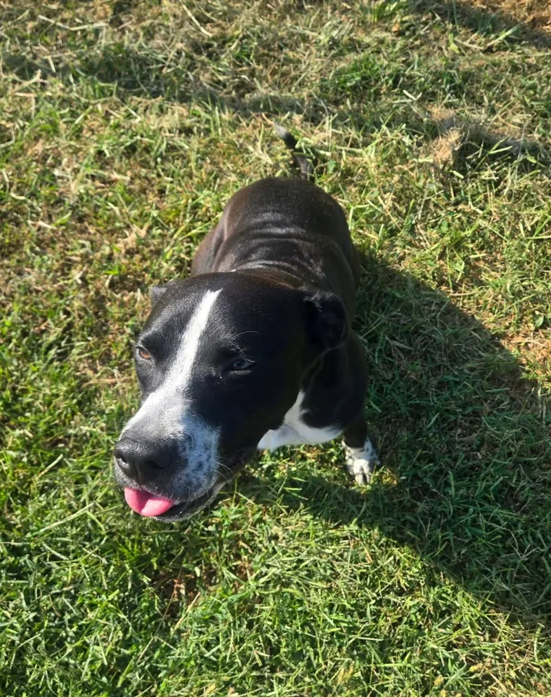 An adult medium-sized female Mixed Breed dog named Bertha for adoption in Windsor, MO