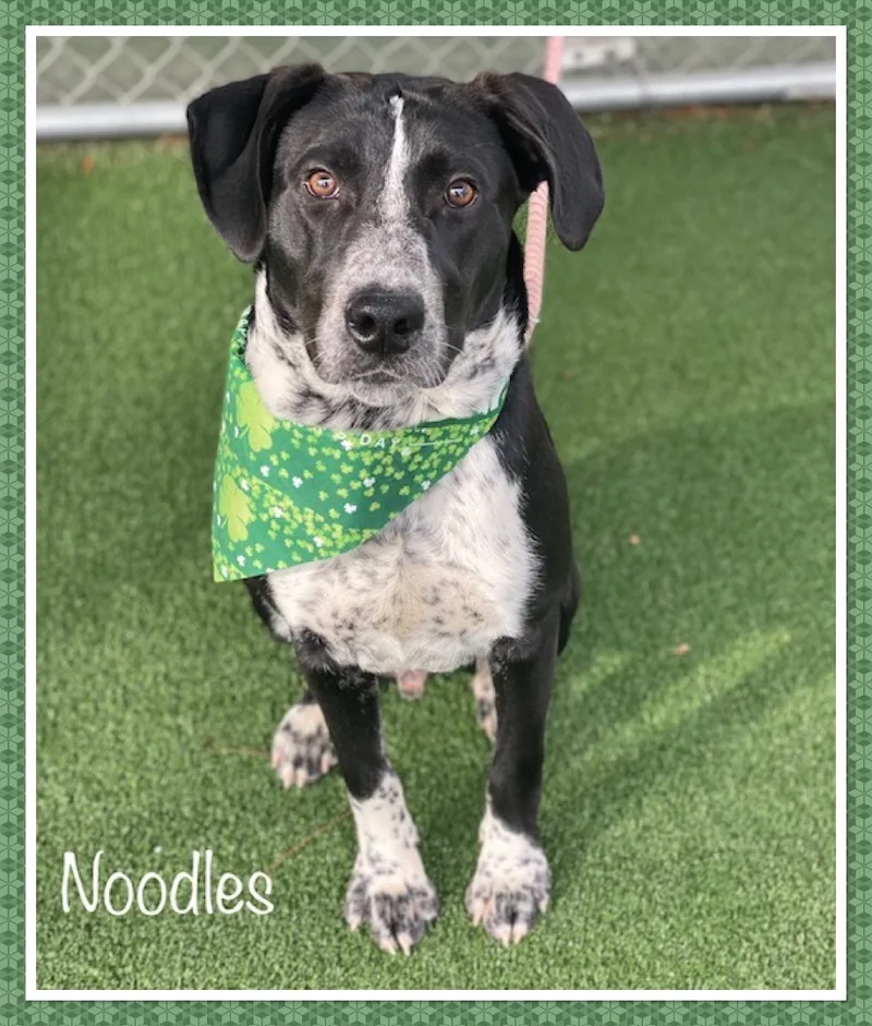 Noodles thumbnail 3