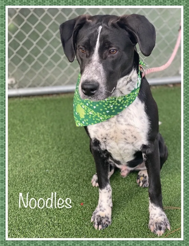 Noodles thumbnail 5