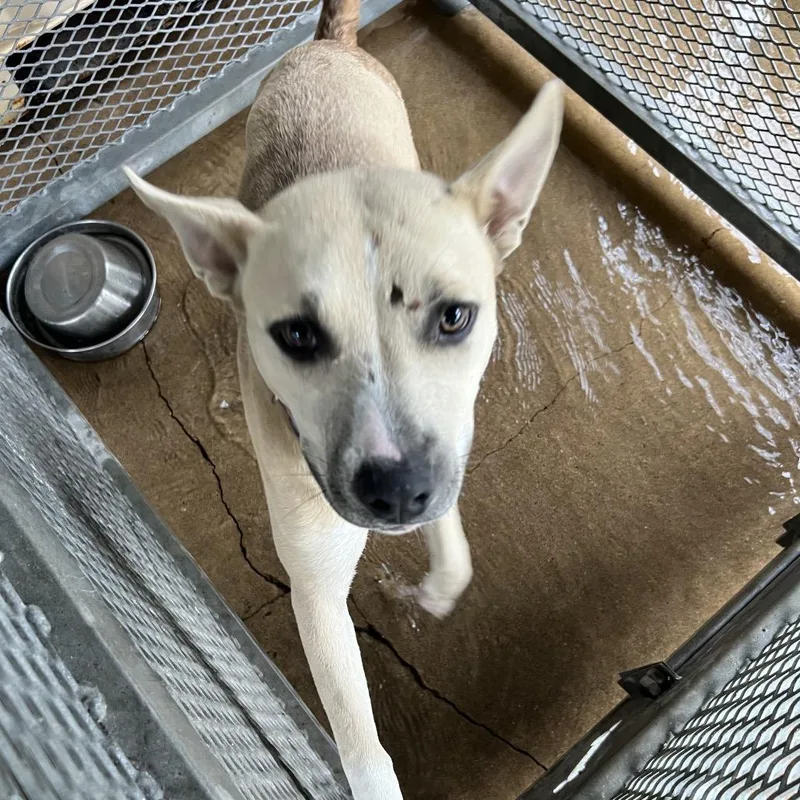 A young medium-sized female White / Cream Mixed Breed dog named Erin for adoption in Lake Jackson, TX
