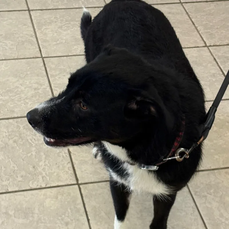An adult medium-sized female Black Mixed Breed dog named Willa for adoption in Columbus, GA