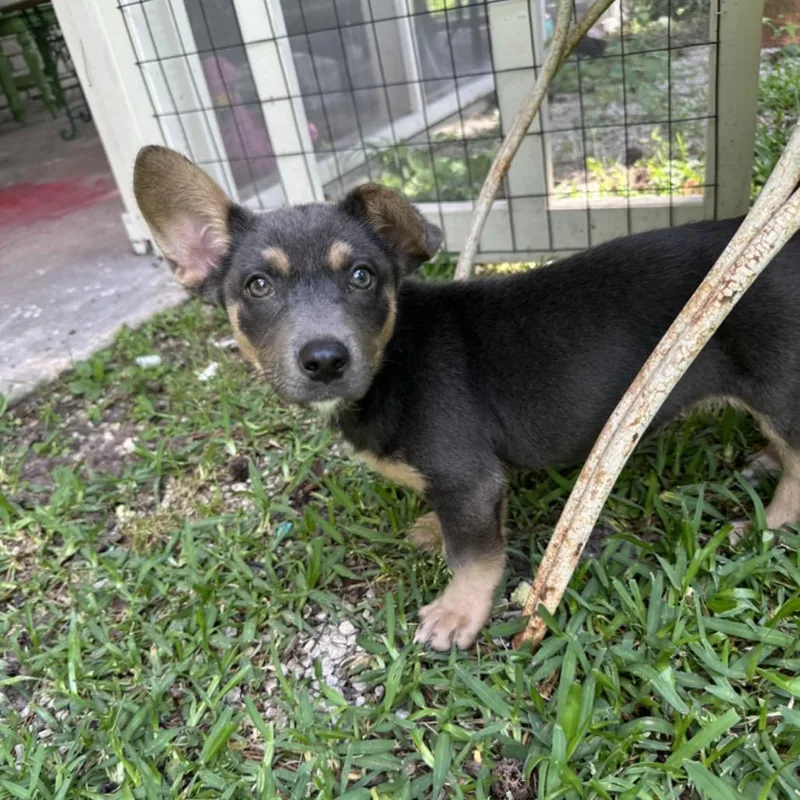 Chloe