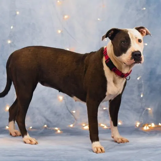 An adult medium-sized male Gray / Blue / Silver American Bulldog dog named Bluey for adoption in Defuniak Springs, FL