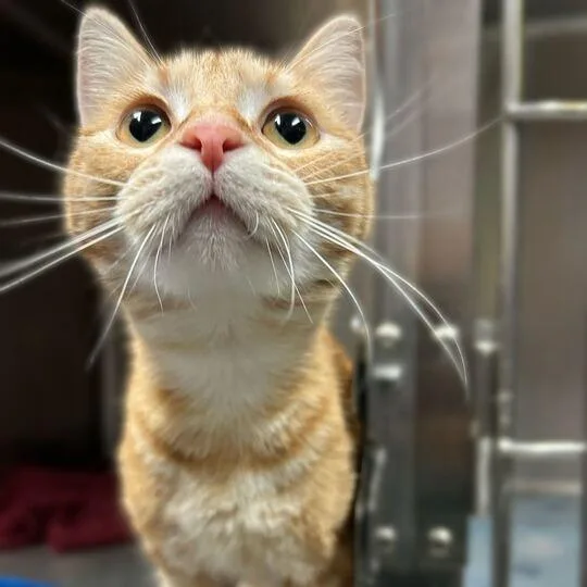 An adult medium-sized female Orange / Red Domestic Short Hair cat named Gamora for adoption in Davenport, IA