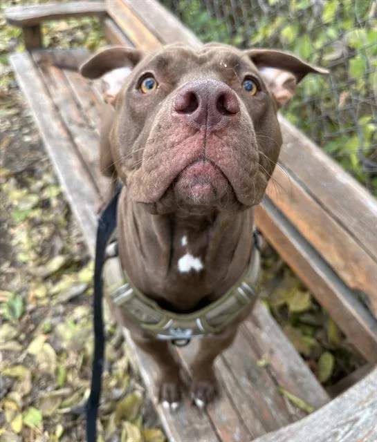 A young medium-sized male Pit Bull Terrier dog named Ben for adoption in Indianapolis, IN