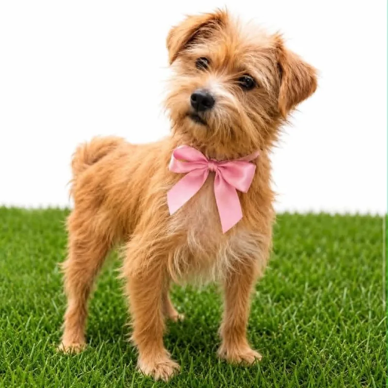 A young small-sized female Red / Chestnut / Orange Terrier dog named Anita for adoption in Graham, WA