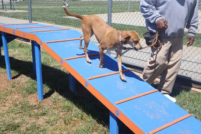 An adult medium-sized female Beagle dog named Zoey for adoption in Goshen, KY