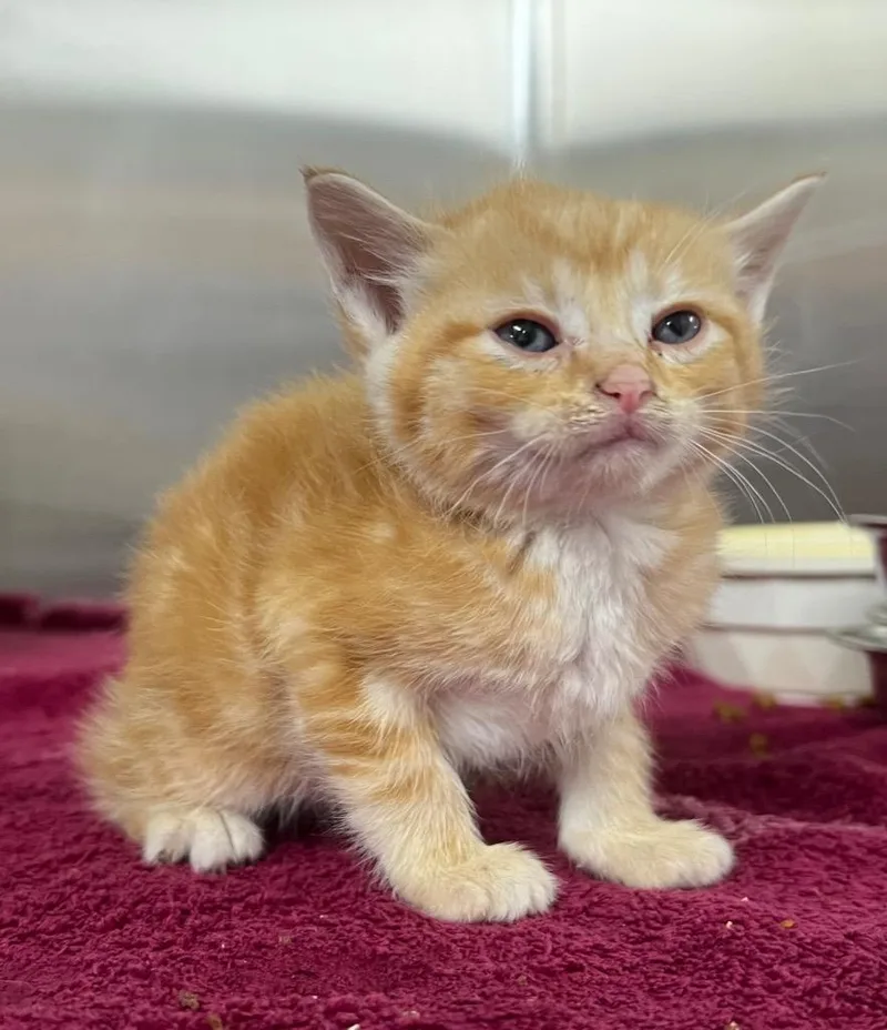 A baby medium-sized female Domestic Short Hair cat named Pepperoni for adoption in Murray, KY