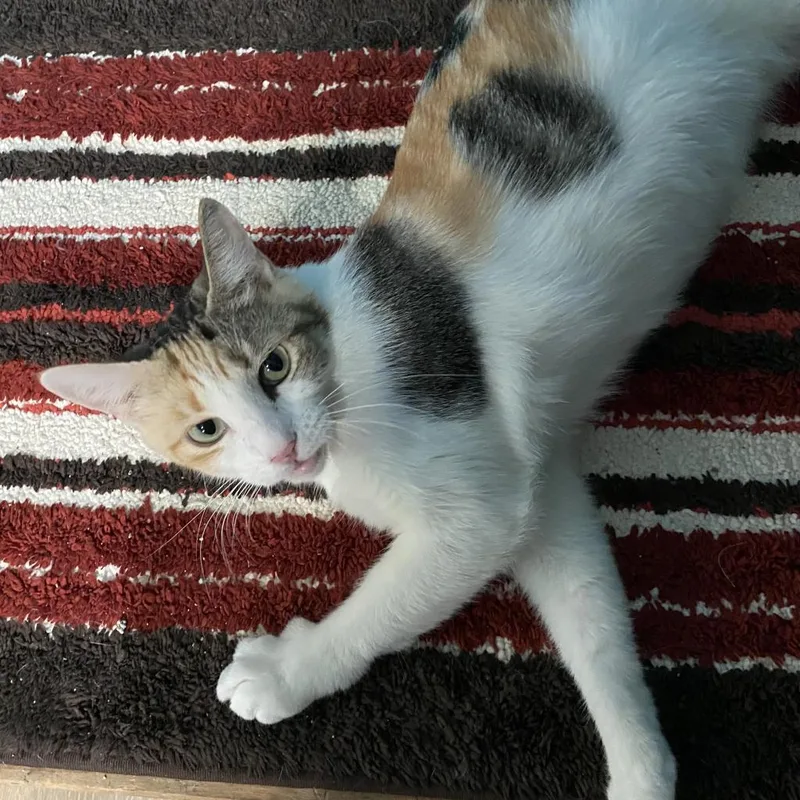 Patches