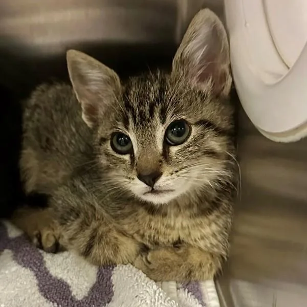 A baby small-sized male Domestic Short Hair cat named Jub Jub for adoption in Walnut Creek, CA