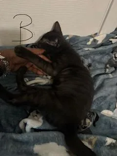 A baby small-sized male Domestic Short Hair cat named Gordo for adoption in San Antonio, TX