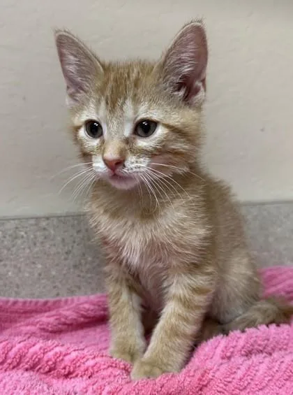 A young small-sized male Domestic Short Hair cat named Pete for adoption in Phoenix, AZ
