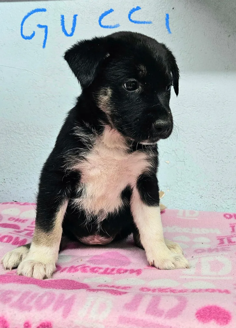 A baby small-sized female German Shepherd Dog named Gucci for adoption in Inglewood, CA