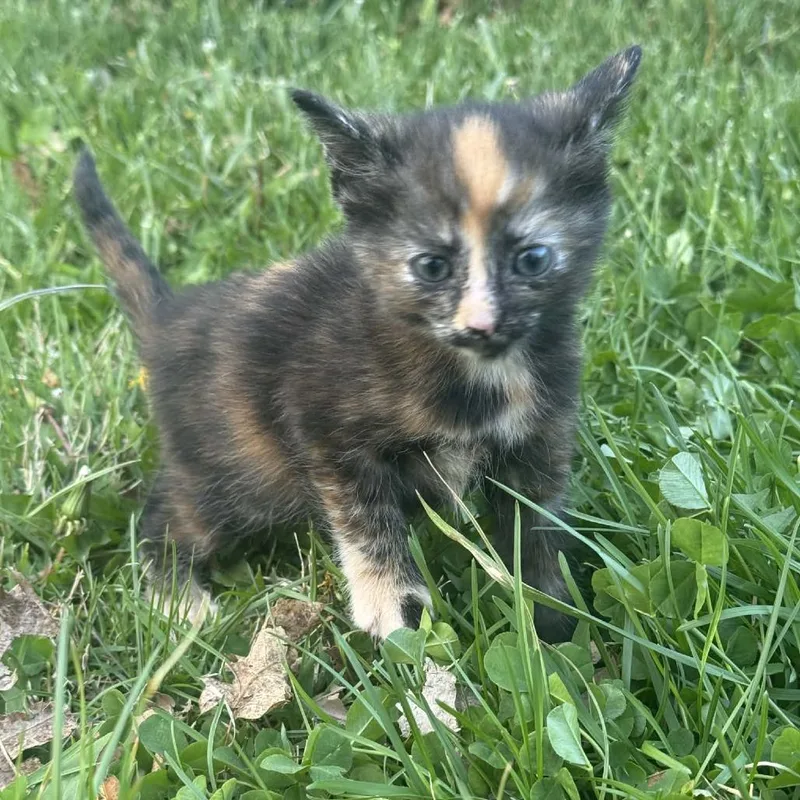 A baby small-sized female Black Domestic Short Hair cat named Patrice for adoption in Woodstock, VA
