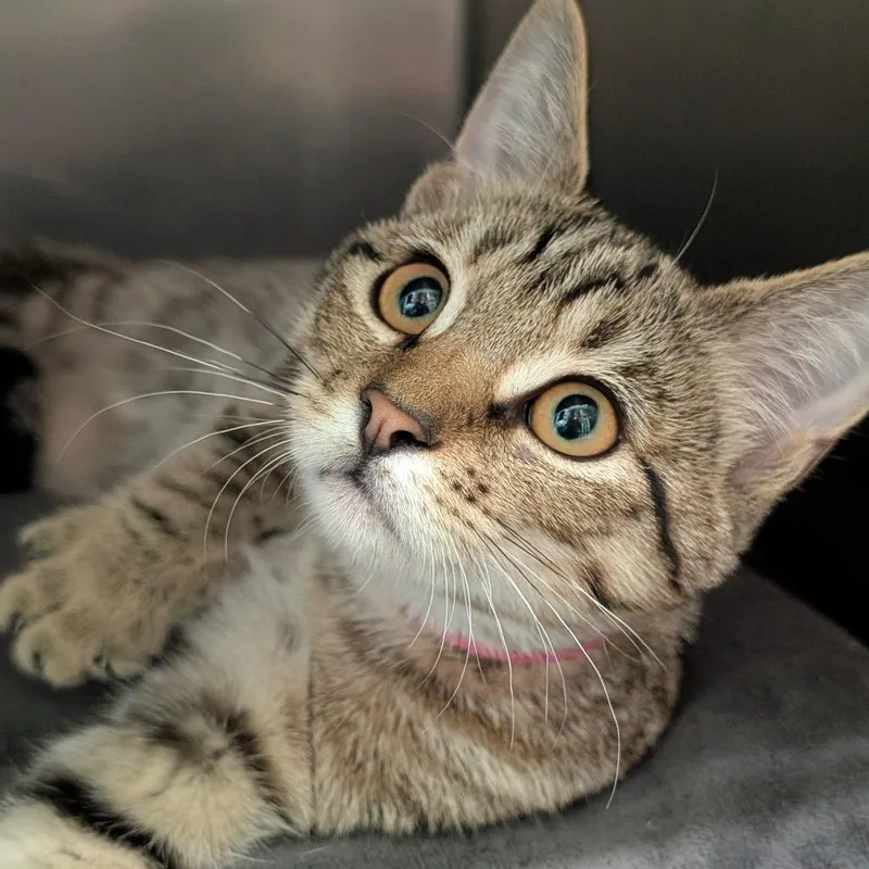 A baby medium-sized female Brown / Chocolate Domestic Short Hair cat named Moon for adoption in Spokane, WA