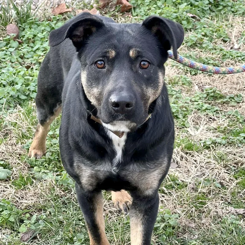 An adult medium-sized female Black Mixed Breed dog named Apache for adoption in Huntington, WV