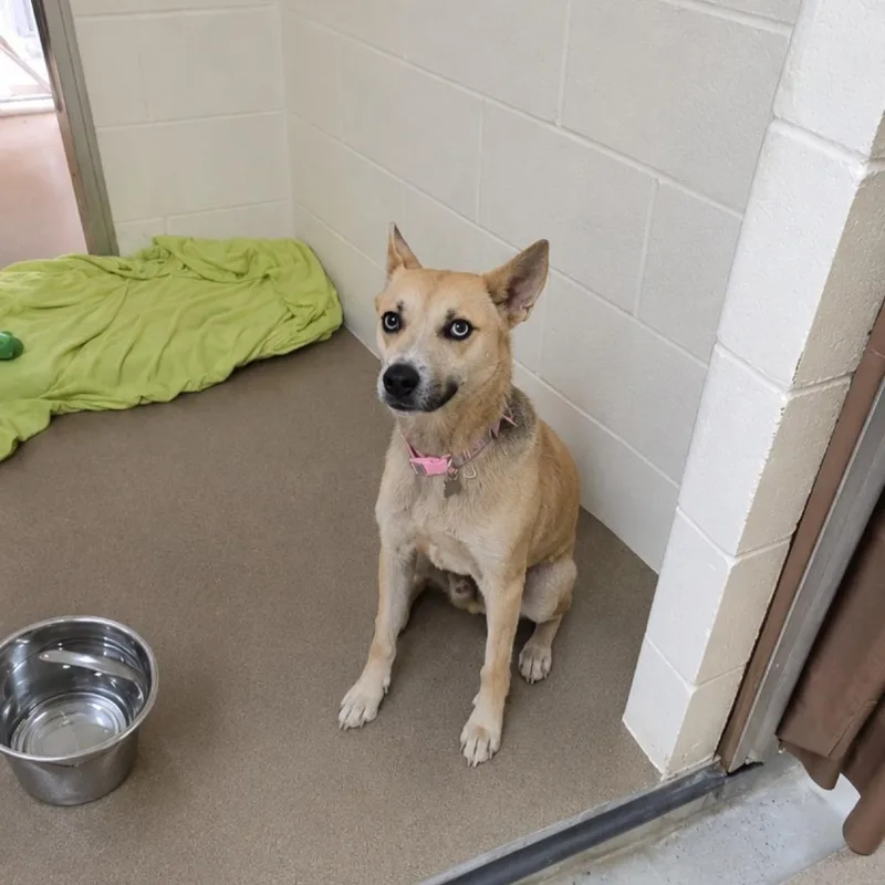 A young medium-sized female White / Cream Mixed Breed dog named Veronica "Ronnie" for adoption in Yanceyville, NC