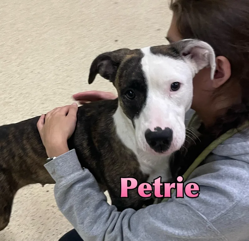 Petrie thumbnail 5
